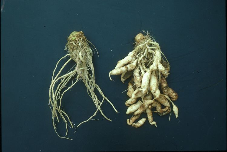 Clubroot Managing clubroot in vegetable brassica crops Department of