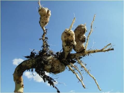 Clubroot Clubroot of Canola The Facts Manitoba Agriculture Province of