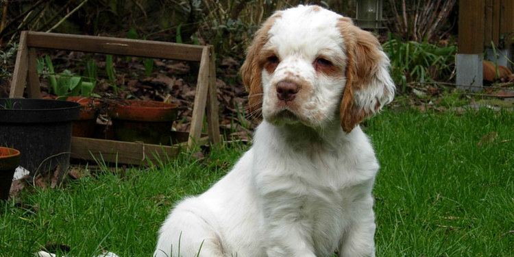 Clumber Spaniel Clumber Spaniel Breed Information Characteristics Puppy Names