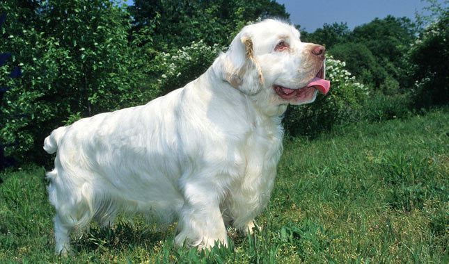 Clumber Spaniel Clumber Spaniel Breed Information