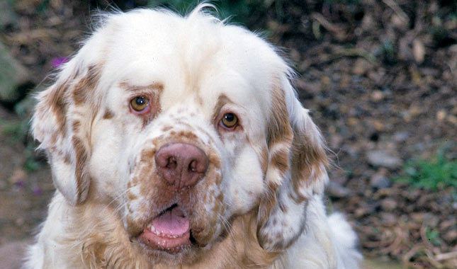 Clumber Spaniel Clumber Spaniel Breed Information