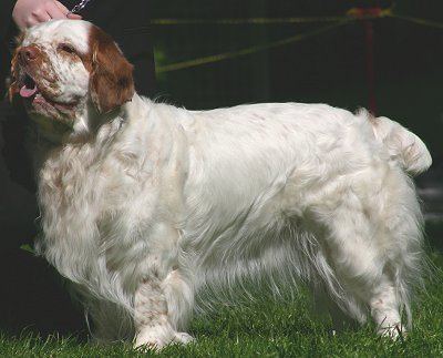 Clumber Spaniel Clumber Spaniels What39s Good About 39Em What39s Bad About 39Em
