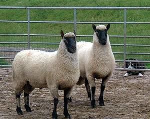 Clun Forest sheep 1000 images about Clun Forest Sheep on Pinterest The dutchess