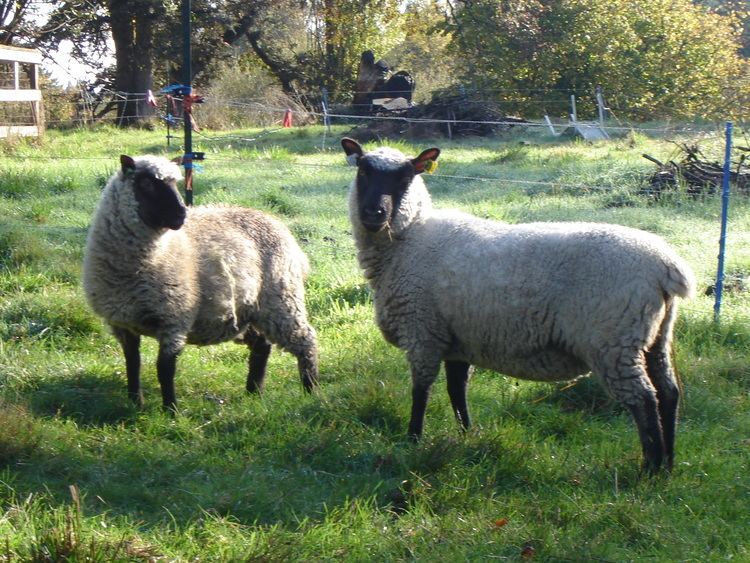Clun Forest sheep Clun Forest sheep rams ewes lambs grassfed Three Willows Ranch