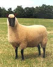 Clun Forest sheep httpsuploadwikimediaorgwikipediaen22cEwe