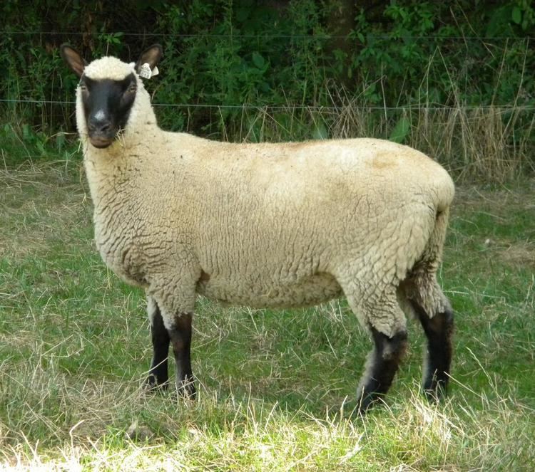 Clun Forest sheep Ugly Dog39s Farm NACFA Registered Clun Forest