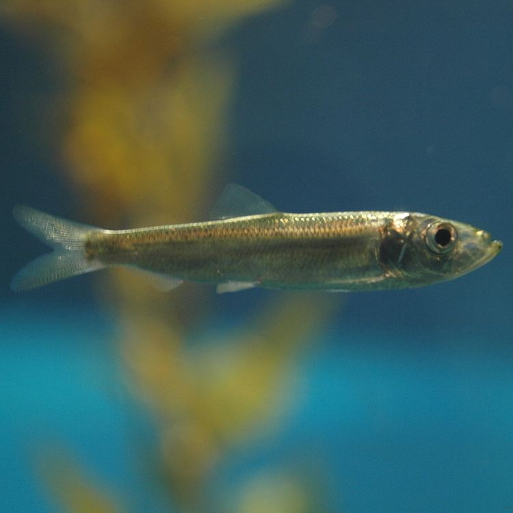 Clupea Pacific herring Wikipedia