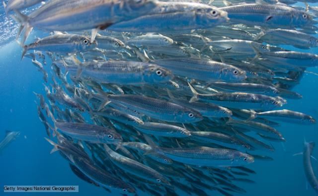 Clupeidae BBC Nature Herring and sardine family videos news and facts