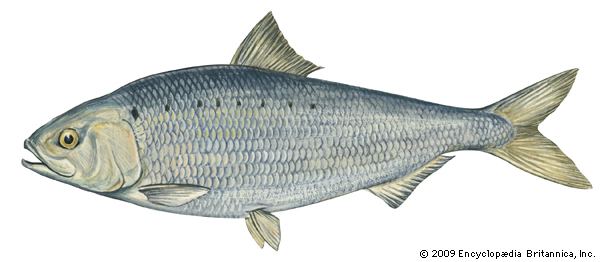 Clupeiformes clupeiform fish Britannicacom