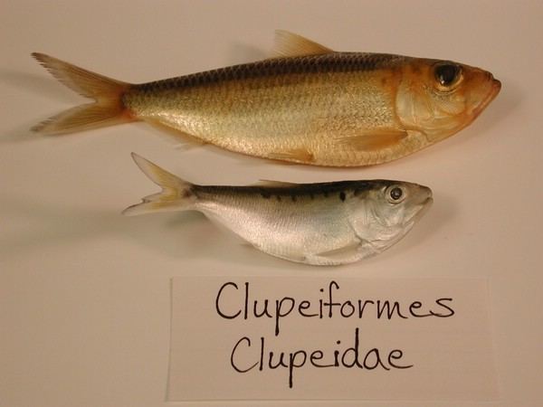 Clupeiformes Clupeiformes Clupeidae Fisheries Media Gallery