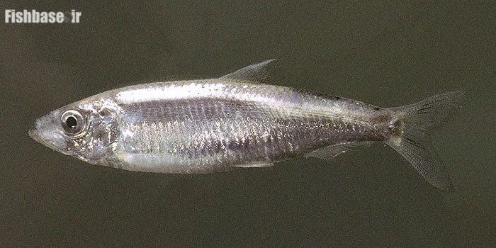 Clupeonella Clupeonella cultriventris Fishbaseir