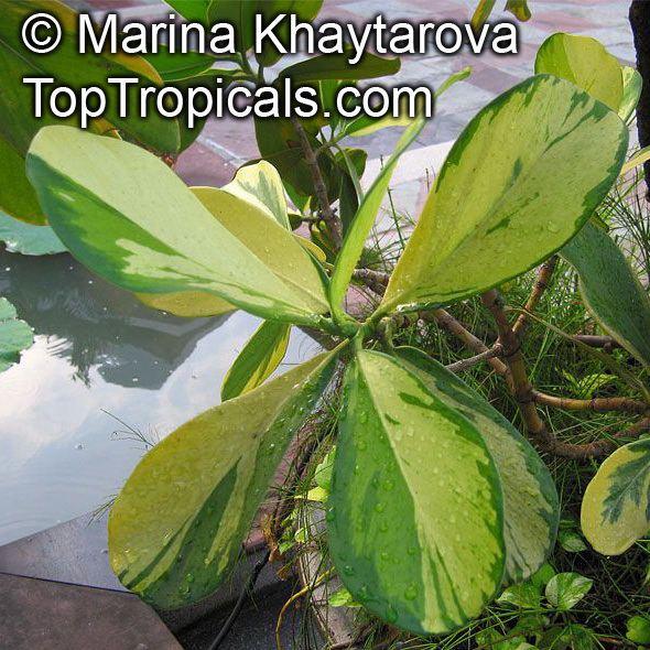 Clusia major Tropical plant catalog TopTropicalscom