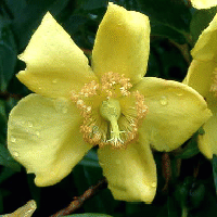 Clusiaceae CLUSIACEAE