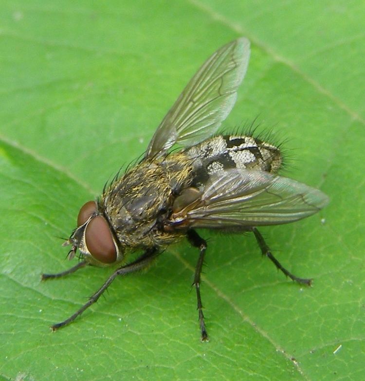 Cluster fly Cluster fly Wikipedia