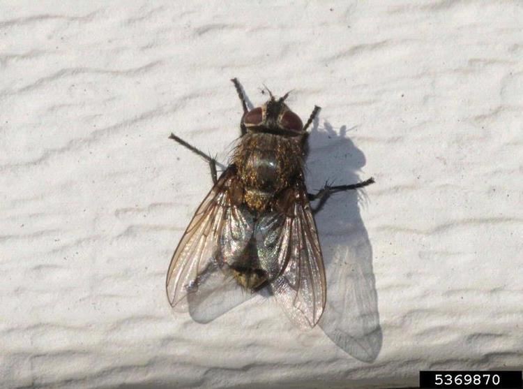 Cluster fly Got Pests