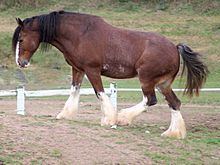 Clydesdale horse httpsuploadwikimediaorgwikipediacommonsthu