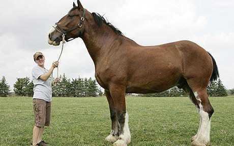 Clydesdale horse Poe the Clydesdale The world39s tallest horse Telegraph