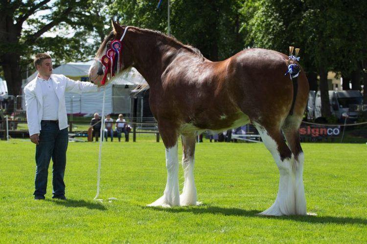 Clydesdale horse Style With Substance Clydesdale Horse Society