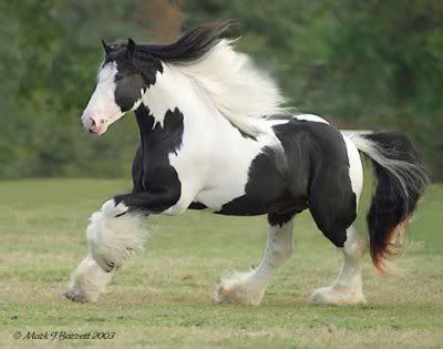 Clydesdale horse 1000 ideas about Clydesdale Horses on Pinterest Clydesdale Draft