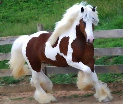 Clydesdale horse 1000 ideas about Clydesdale Horses on Pinterest Clydesdale Draft