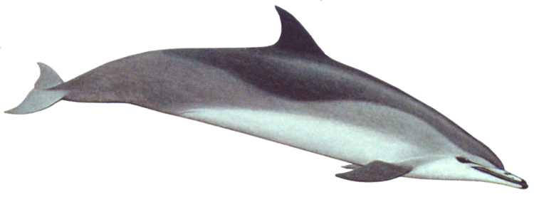 Clymene dolphin Clymene Dolphin