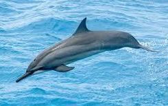 Clymene dolphin Clymene Dolphin Facts Habitat Diet Reproduction in Clymene Dolphins