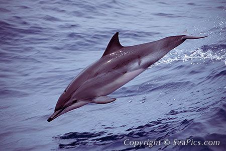 Clymene dolphin Clymene dolphin Stenella clymene Pictures Photos Images Searches