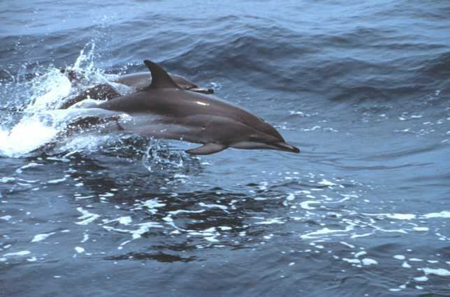 Clymene dolphin Clymene dolphin Wikipedia