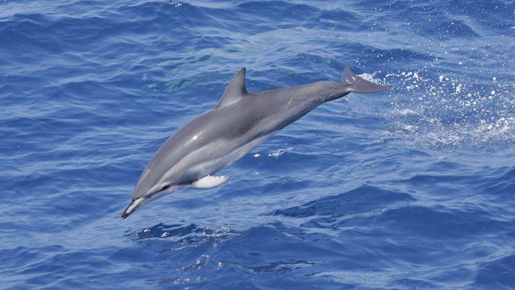 Clymene dolphin Hybrid Dolphin Gives Scientists Rare Window into Evolution NOVA