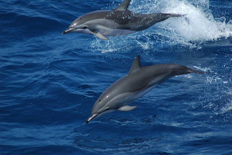 Clymene dolphin DNA Discovery Reveals Surprising Dolphin Origins