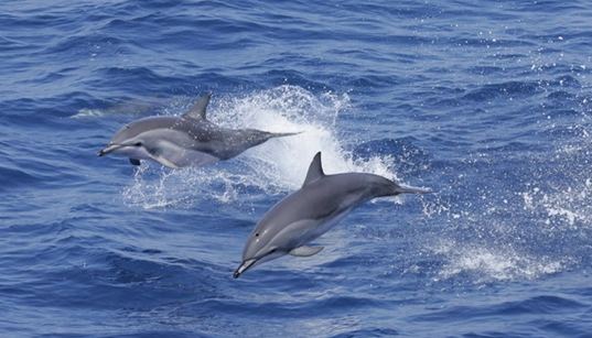 Clymene dolphin wwwnmfsnoaagovprimagescetaceansclymenedolph