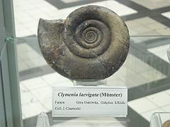 Clymenia (ammonite) httpsuploadwikimediaorgwikipediacommonsthu