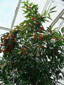 Clymenia (plant) httpsuploadwikimediaorgwikipediacommonsthu