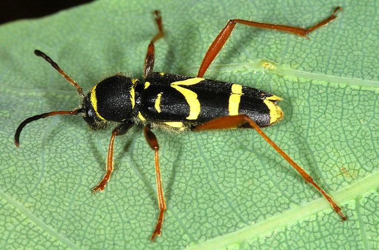 Clytus Clytus arietis arietis