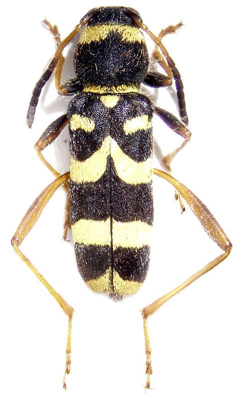 Clytus Genus Clytus Laicharting 1784 Cerambycidae