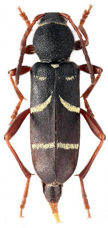 Clytus Genus Clytus Laicharting 1784 Cerambycidae