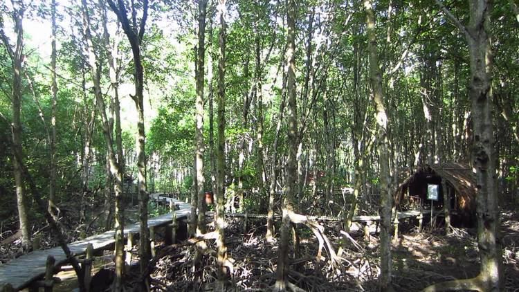 Cần Giờ Mangrove Forest Vietnam Can Gio Mangrove Forest Rng Sc Vietcong Guerilla Base