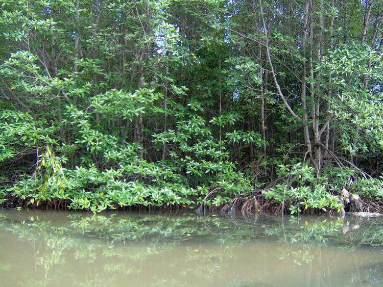 Cần Giờ Mangrove Forest Cn Gi Mangrove Forest Wikipedia