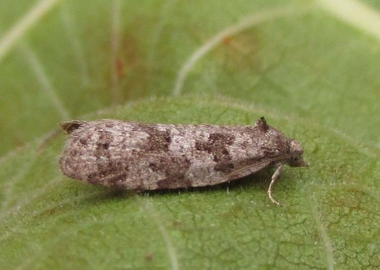 Cnephasia Flax Tortrix Cnephasia asseclana UKMoths