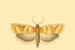 Cnephasia gueneeana