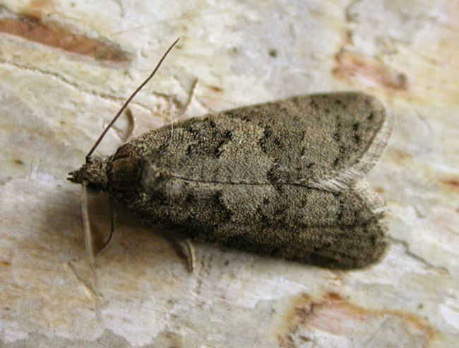 Cnephasia stephensiana Hants Moths 49050 Grey Tortrix Cnephasia stephensiana