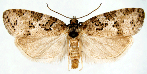 Cnephasia stephensiana Cnephasia stephensiana Insecta Lepidoptera Tortricidae