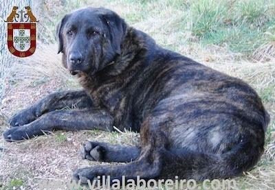 Cão de Castro Laboreiro Co de Castro Laboreiro Dog Breed Information and Pictures