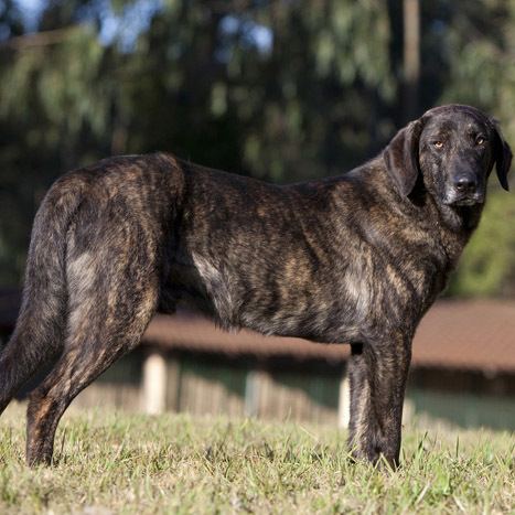 Cão de Castro Laboreiro Co de Castro Laboreiro Breed Guide Learn about the Co de Castro