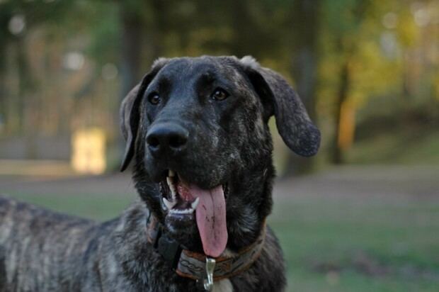 Cão de Castro Laboreiro Co de Castro Laboreiro Histria Caractersticas e curiosidades da