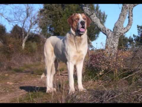 Cão de Gado Transmontano CO DE GADO TRANSMONTANO YouTube