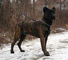 Cão Fila de São Miguel httpsuploadwikimediaorgwikipediacommonsthu