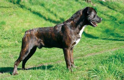 Cão Fila de São Miguel Cao Fila de Sao Miguel aka Saint Miguel Cattle Dog Canine Chronicle