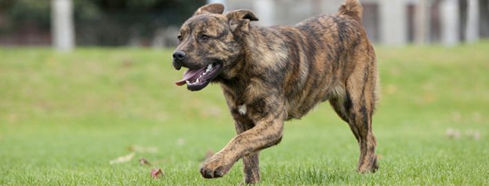 Cão Fila São Miguel - Free Social Encyclopedia