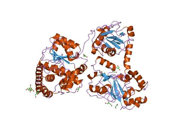 CO-methylating acetyl-CoA synthase